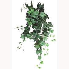 Ρίζα κρεμαστή πρασινάδα κισσός πράσινος MS-00-00-1567