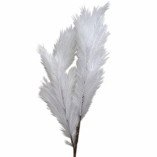 ΚΛΑΔΙ PAMPAS ΛΕΥΚΟ
