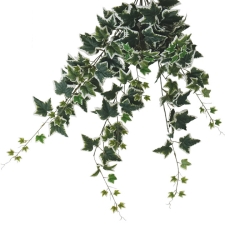Ρίζα κρεμαστή πρασινάδα κισσός δίχρωμος MS-00-00-1838