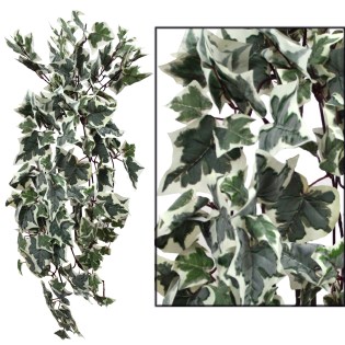 riza_kremasti_chnoudoti_kissos_dichromos_MS-00-00-181F-0224