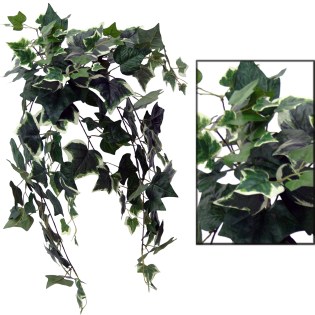 riza_kremasti_prasinada_kissos_dichromos_MS-00-00-162-277GW