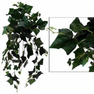 riza_kremasti_prasinada_kissos_prasinos_MS-00-00-162-277