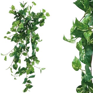 riza_kremasti_prasinada_pothos_dichromos_01.002.635d