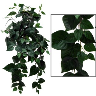 riza_kremasti_prasinada_pothos_prasinos_MS-00-00-162-279