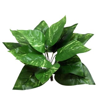 riza_mikri_prasinada_pothos_dichromos_MS-00-4-14F-Pothos