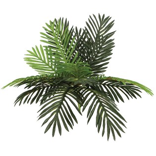 riza_prasinada_tsikas_MS-00-00-1862